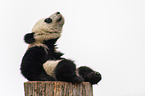 giant panda