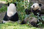 2 giant pandas