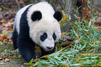 giant panda