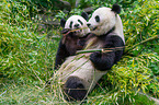 2 giant pandas