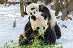 2 giant pandas