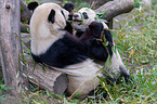 2 giant pandas