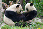 2 giant pandas