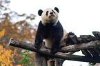 giant panda