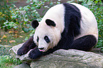 giant panda