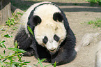 giant panda