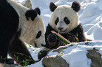 2 giant pandas