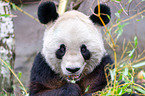 giant panda