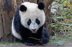 giant panda