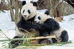 2 giant pandas