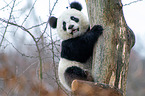 giant panda