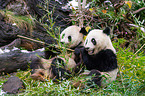 2 giant pandas