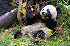 giant panda