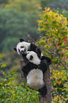 giant panda