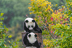 giant panda