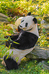 giant panda