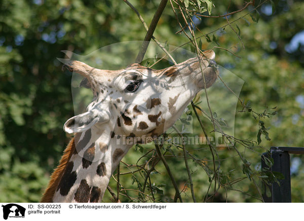 Giraffe Portrait / giraffe portrait / SS-00225