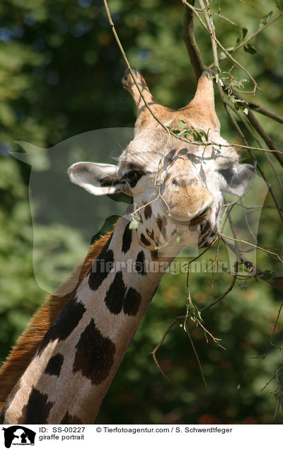 Giraffe Portait / giraffe portrait / SS-00227