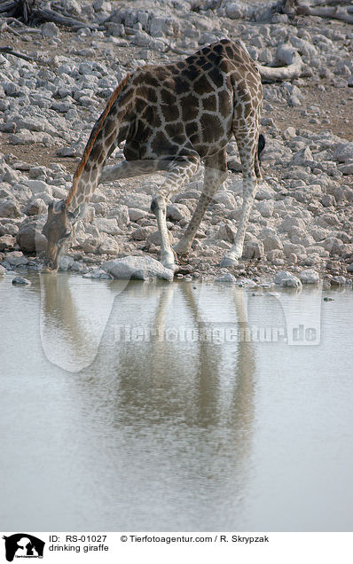 Giraffe beim trinken / drinking giraffe / RS-01027