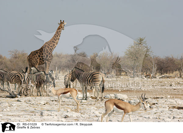 Giraffe & Zebras / RS-01029