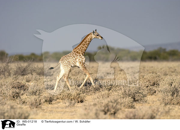 Giraffe im Etosha Nationalpark Namibia / Giraffe / WS-01218