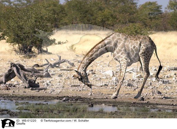 Giraffe beim Trinken im Etosha Nationalpark Namibia / Giraffe / WS-01220