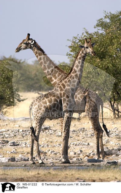 Giraffen im Etosha Nationalpark Namibia / Giraffen / WS-01222