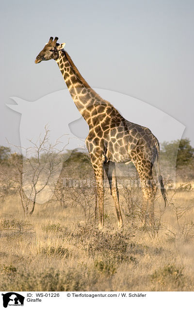 Giraffe / WS-01226
