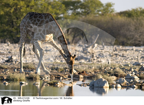 Giraffe beim Trinken im Etosha Nationalpark Namibia / drinking Giraffe / WS-01228