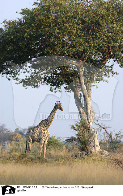 giraffe / RS-01111