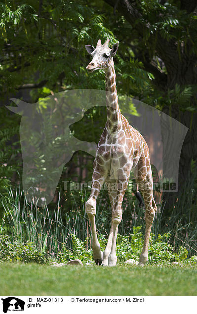 Giraffe / giraffe / MAZ-01313