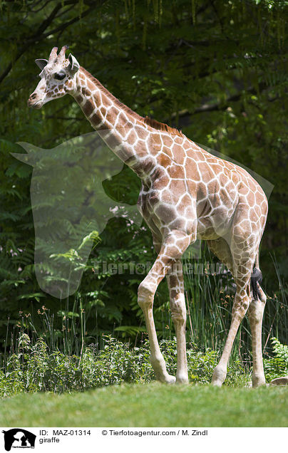 Giraffe / giraffe / MAZ-01314