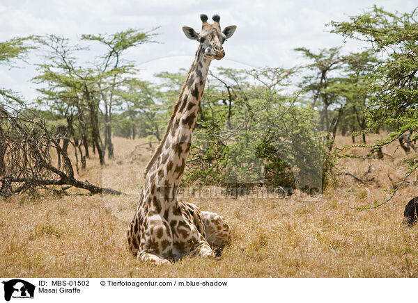 Massaigiraffe / Masai Giraffe / MBS-01502