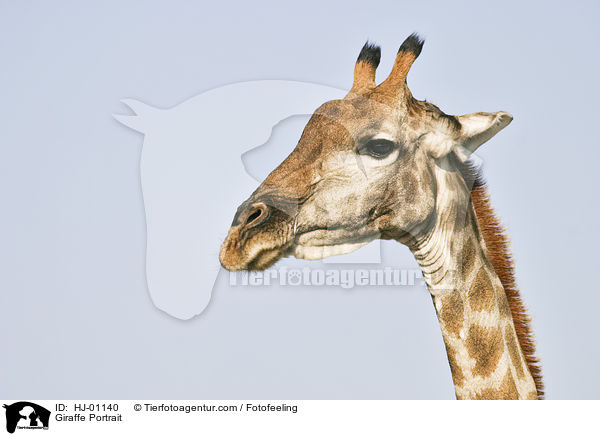 Giraffe Portrait / Giraffe Portrait / HJ-01140