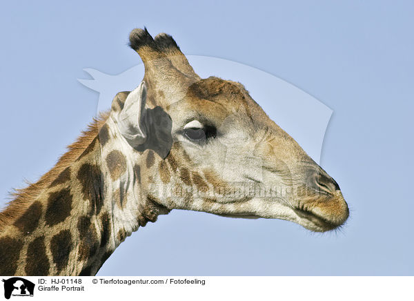 Giraffe Portrait / Giraffe Portrait / HJ-01148