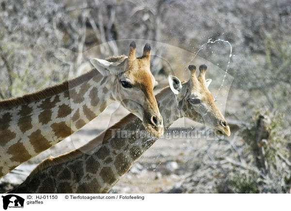 Giraffen / giraffes / HJ-01150