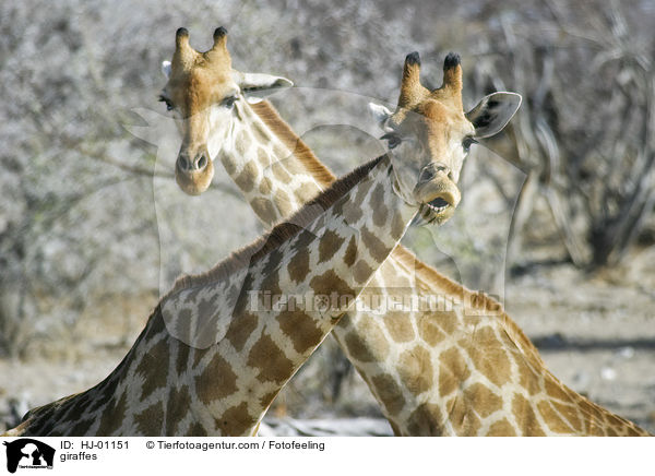 giraffes / HJ-01151