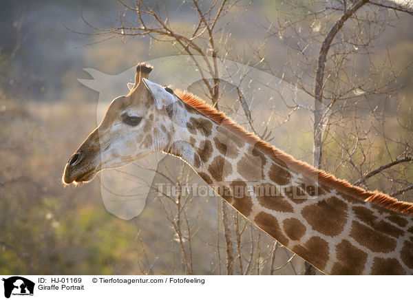 Giraffe Portrait / Giraffe Portrait / HJ-01169