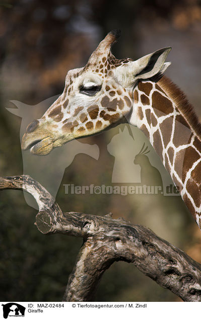 Giraffe / Giraffe / MAZ-02484