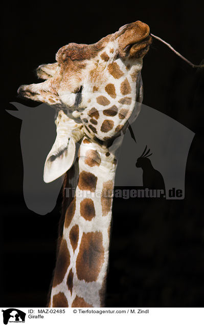 Giraffe / Giraffe / MAZ-02485