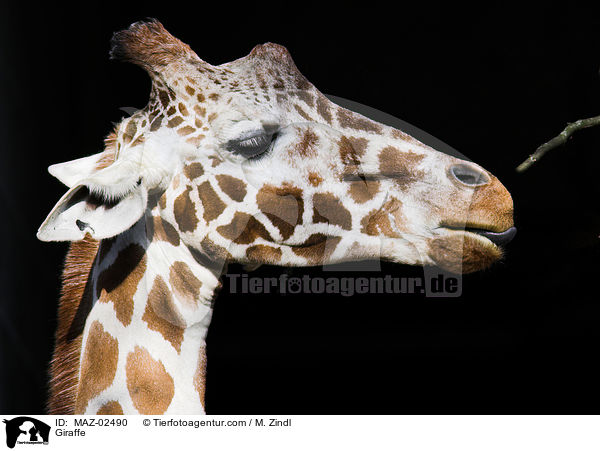 Giraffe / Giraffe / MAZ-02490