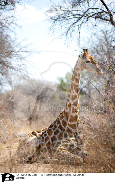 Giraffe / Giraffe / MAZ-02938