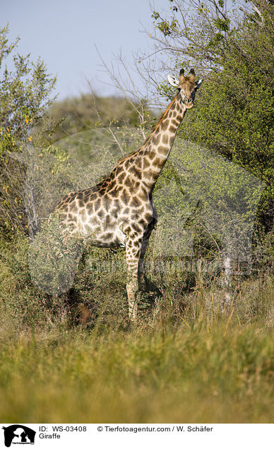 Giraffe / Giraffe / WS-03408