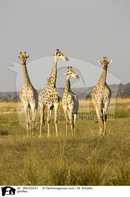 Giraffen / giraffes / WS-03431