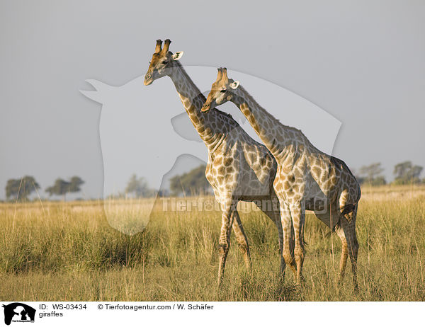 Giraffen / giraffes / WS-03434