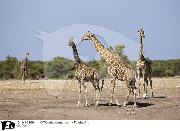 Giraffen / giraffes / HJ-03661