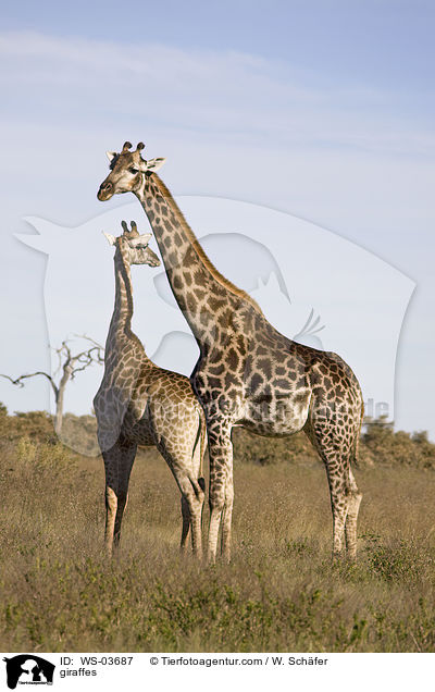 Giraffen / giraffes / WS-03687