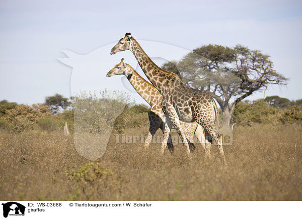 Giraffen / giraffes / WS-03688