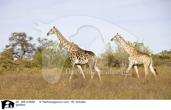 Giraffen / giraffes / WS-03689
