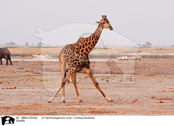 Giraffe / Giraffe / MBS-05492